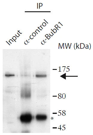 Immunoprecipitation - Anti-BubR1 antibody (AB172581)