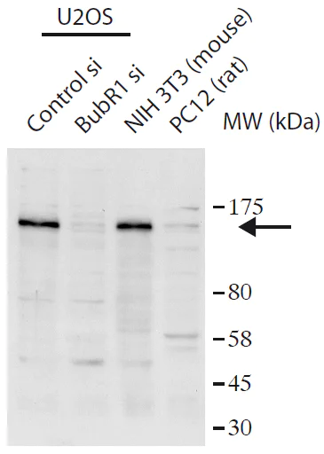 Western blot - Anti-BubR1 antibody (AB172581)