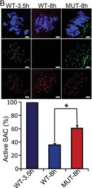 Immunohistochemistry - Anti-BubR1 antibody (AB28193)