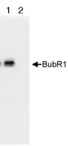 Immunoprecipitation - Anti-BubR1 antibody (AB70544)