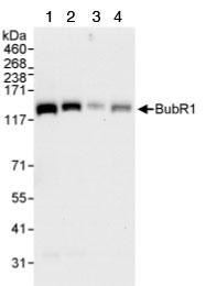 Western blot - Anti-BubR1 antibody (AB70544)