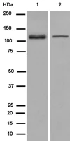 Western blot - Anti-BubR1 antibody [EPR12259(2)] (AB183496)