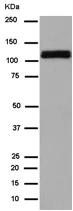 Western blot - Anti-BubR1 antibody [EPR12259(2)] (AB183496)