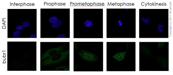 Immunocytochemistry/ Immunofluorescence - Anti-BubR1 antibody [EPR20652] (AB209998)
