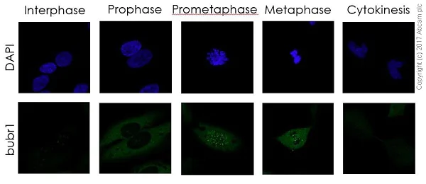Immunocytochemistry/ Immunofluorescence - Anti-BubR1 antibody [EPR20652] (AB209998)