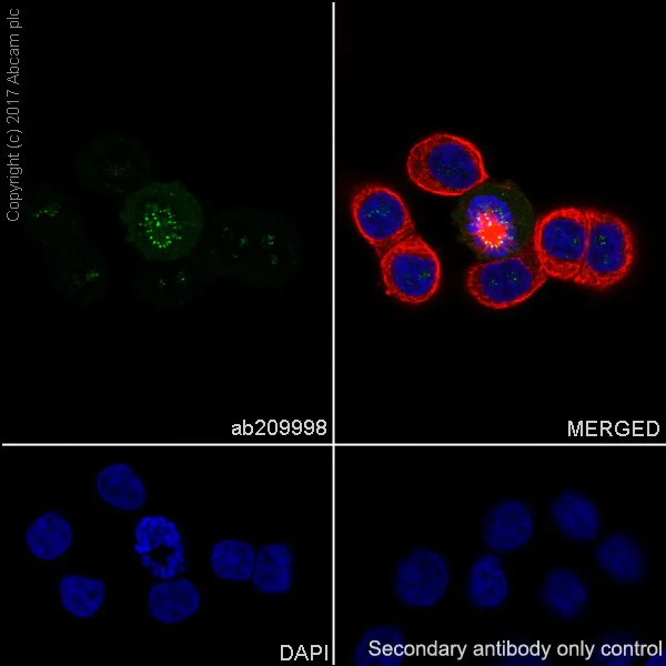 Immunocytochemistry/ Immunofluorescence - Anti-BubR1 antibody [EPR20652] - BSA and Azide free (AB251514)