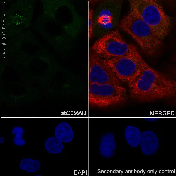 Immunocytochemistry/ Immunofluorescence - Anti-BubR1 antibody [EPR20652] - BSA and Azide free (AB251514)