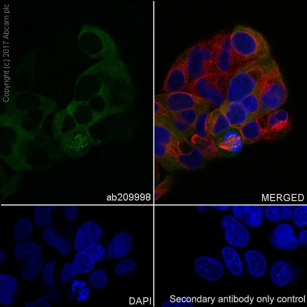 Immunocytochemistry/ Immunofluorescence - Anti-BubR1 antibody [EPR20652] - BSA and Azide free (AB251514)
