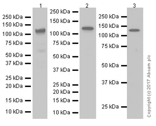 Western blot - Anti-BubR1 antibody [EPR20652] - BSA and Azide free (AB251514)