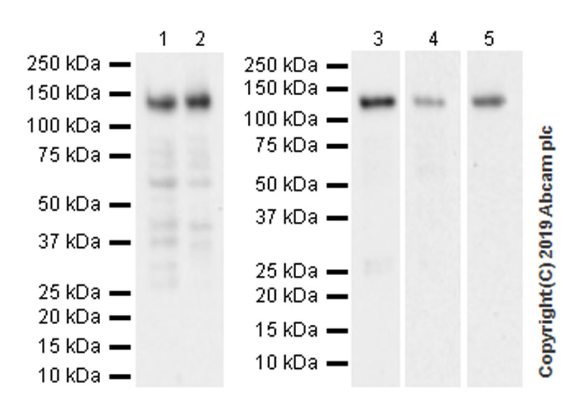 Western blot - Anti-BubR1 antibody [EPR22544-48] (AB254326)