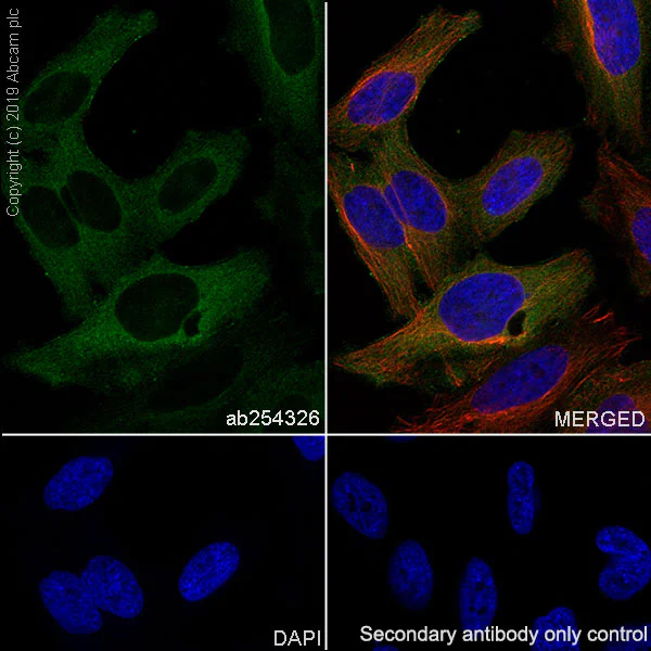 Immunocytochemistry/ Immunofluorescence - Anti-BubR1 antibody [EPR22544-48] - BSA and Azide free (AB255249)