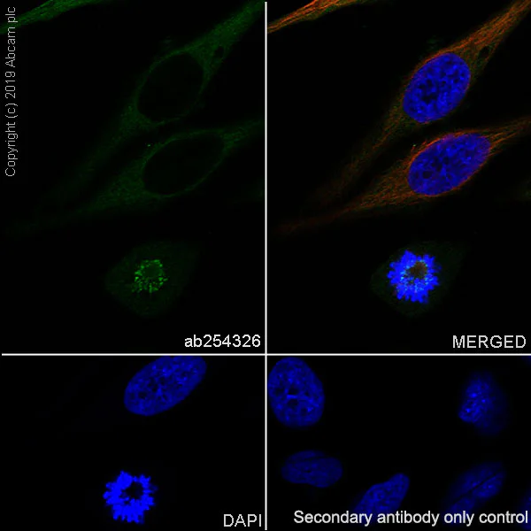 Immunocytochemistry/ Immunofluorescence - Anti-BubR1 antibody [EPR22544-48] - BSA and Azide free (AB255249)