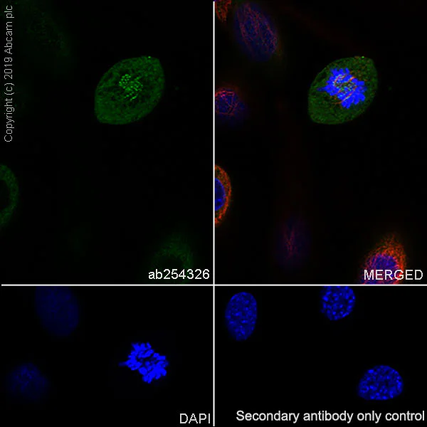 Immunocytochemistry/ Immunofluorescence - Anti-BubR1 antibody [EPR22544-48] - BSA and Azide free (AB255249)