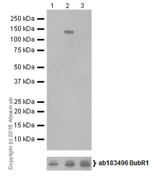 Western blot - Anti-BubR1 (phospho S670) antibody [EPR20109] (AB200062)