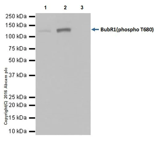 Immunoprecipitation - Anti-BubR1 (phospho T680) antibody [EPR19958] (AB200061)