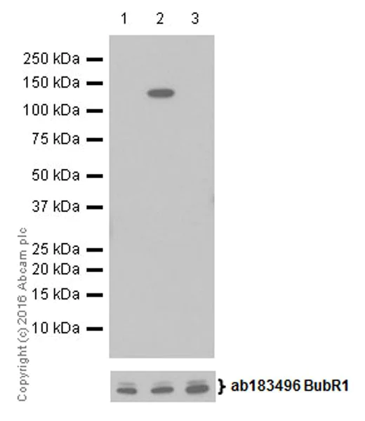 Western blot - Anti-BubR1 (phospho T680) antibody [EPR19958] (AB200061)