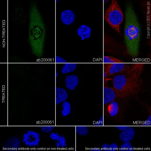 Immunocytochemistry/ Immunofluorescence - Anti-BubR1 (phospho T680) antibody [EPR19958] - BSA and Azide free (AB251297)
