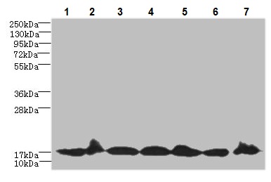 Western blot - Anti-BUD31 antibody (AB237493), expandable thumbnail