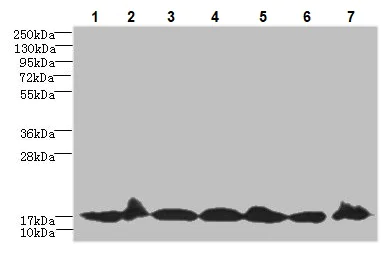 Western blot - Anti-BUD31 antibody (AB237493)