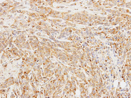 Immunohistochemistry (Formalin/PFA-fixed paraffin-embedded sections) - Anti-Butyrylcholinesterase antibody (AB154763)
