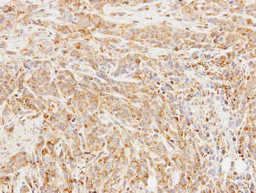 Immunohistochemistry (Formalin/PFA-fixed paraffin-embedded sections) - Anti-Butyrylcholinesterase antibody (AB154763)