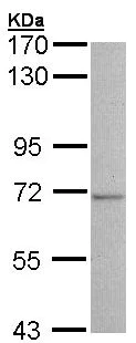 Western blot - Anti-Butyrylcholinesterase antibody (AB154763)