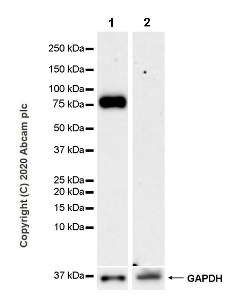 Western blot - Anti-Butyrylcholinesterase antibody [EPR23792-163] - BSA and Azide free (AB274382), expandable thumbnail
