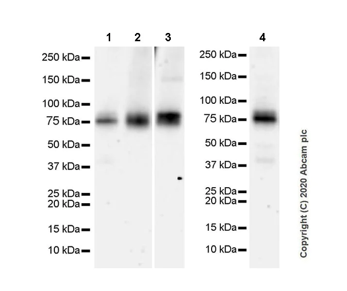 Western blot - Anti-Butyrylcholinesterase antibody [EPR23792-163] - BSA and Azide free (AB274382)