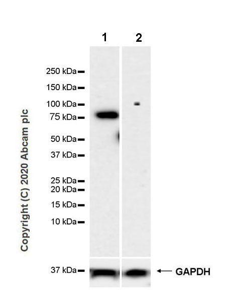Western blot - Anti-Butyrylcholinesterase antibody [EPR23792-163] - BSA and Azide free (AB274382), expandable thumbnail
