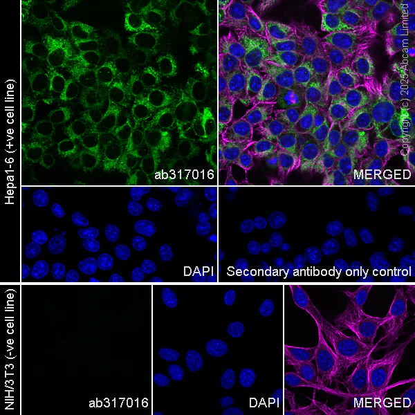 Immunocytochemistry/ Immunofluorescence - Anti-Butyrylcholinesterase antibody [EPR26630-54] (AB317016)