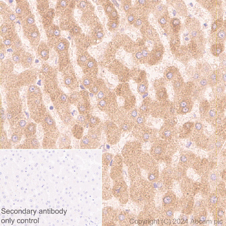 Immunohistochemistry (Formalin/PFA-fixed paraffin-embedded sections) - Anti-Butyrylcholinesterase antibody [EPR26630-54] (AB317016)