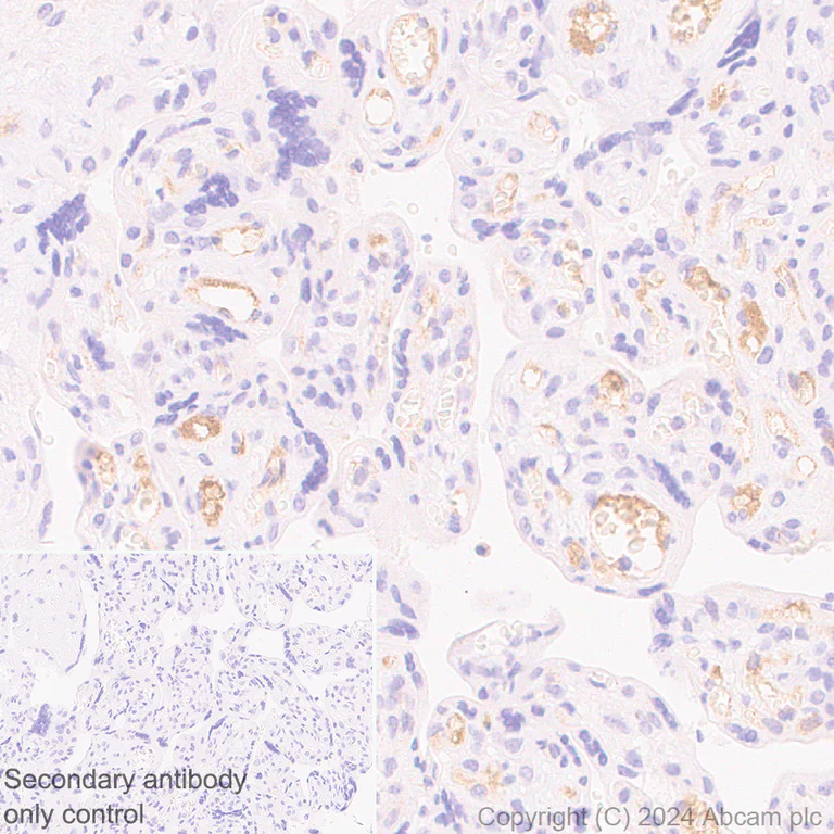 Immunohistochemistry (Formalin/PFA-fixed paraffin-embedded sections) - Anti-Butyrylcholinesterase antibody [EPR26630-54] (AB317016)