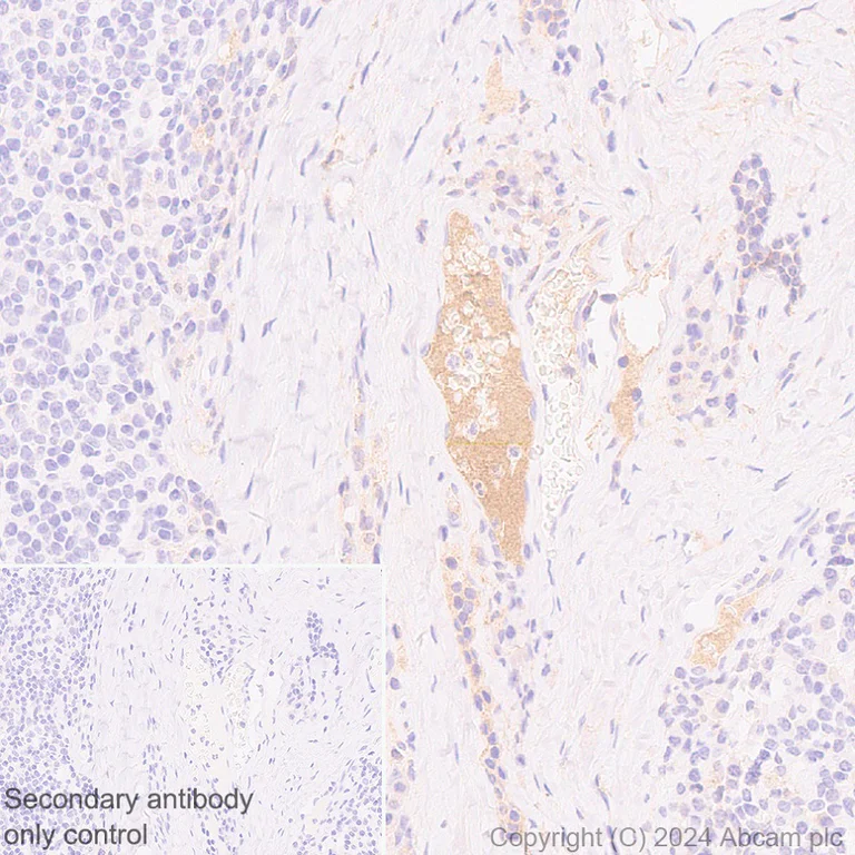 Immunohistochemistry (Formalin/PFA-fixed paraffin-embedded sections) - Anti-Butyrylcholinesterase antibody [EPR26630-54] (AB317016)