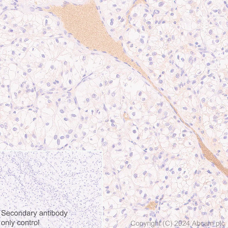 Immunohistochemistry (Formalin/PFA-fixed paraffin-embedded sections) - Anti-Butyrylcholinesterase antibody [EPR26630-54] (AB317016)