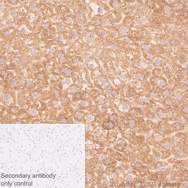 Immunohistochemistry (Formalin/PFA-fixed paraffin-embedded sections) - Anti-Butyrylcholinesterase antibody [EPR26630-54] (AB317016)