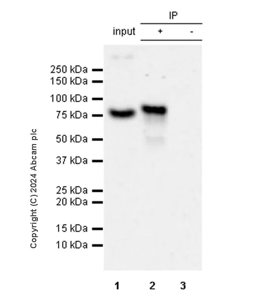 Immunoprecipitation - Anti-Butyrylcholinesterase antibody [EPR26630-54] (AB317016)