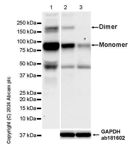 Western blot - Anti-Butyrylcholinesterase antibody [EPR26630-54] (AB317016)