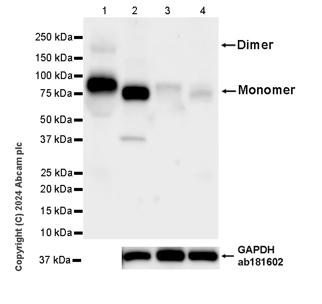 Western blot - Anti-Butyrylcholinesterase antibody [EPR26630-54] (AB317016)