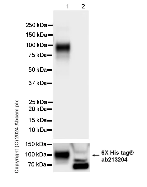 Western blot - Anti-Butyrylcholinesterase antibody [EPR26630-54] (AB317016)