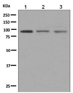 Western blot - Anti-Butyrylcholinesterase antibody [EPR3033(2)] (AB151554)