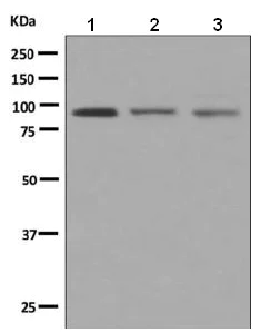 Western blot - Anti-Butyrylcholinesterase antibody [EPR3033(2)] - BSA and Azide free (AB249001)