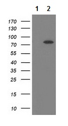Western blot - Anti-Butyrylcholinesterase antibody [OTI4C12] (AB117960)