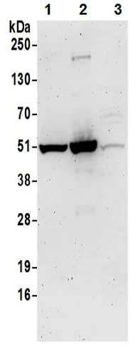 Western blot - Anti-BYSL antibody (AB194961)