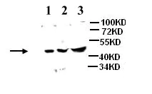 Western blot - Anti-BZW1/Protein Orf antibody (AB85090)