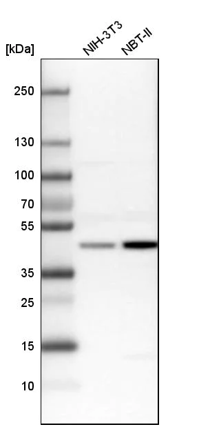 Western blot - Anti-BZW2 antibody (AB254771)