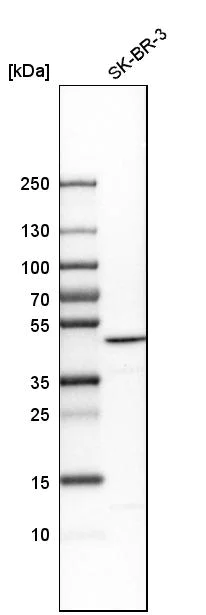 Western blot - Anti-BZW2 antibody (AB254771)