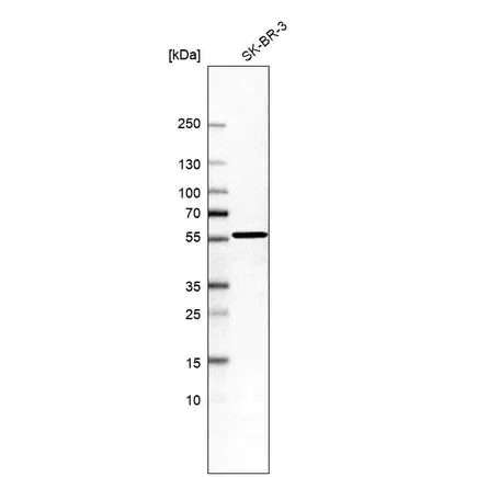 Western blot - Anti-BZW2 antibody (AB254772)