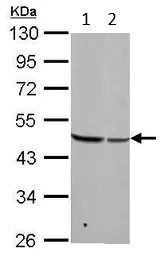 Western blot - Anti-BZW2 antibody (AB96682)