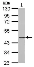 Western blot - Anti-BZW2 antibody (AB96682)