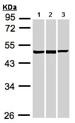 Western blot - Anti-BZW2 antibody (AB96682)